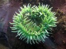 Seattle Aquarium heart shaped sea anemone