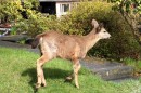 Mule deer in Port Townsend
