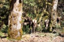 Deer in the Olympic National Forest