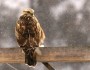 Hawk in Winter