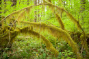 Moss covered branches